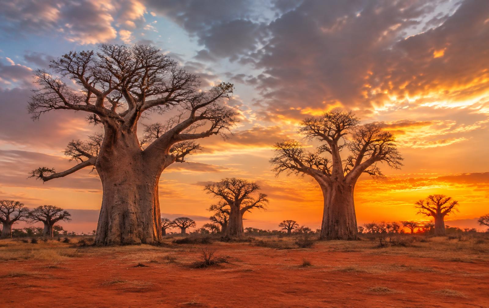 Baobabs milenarios