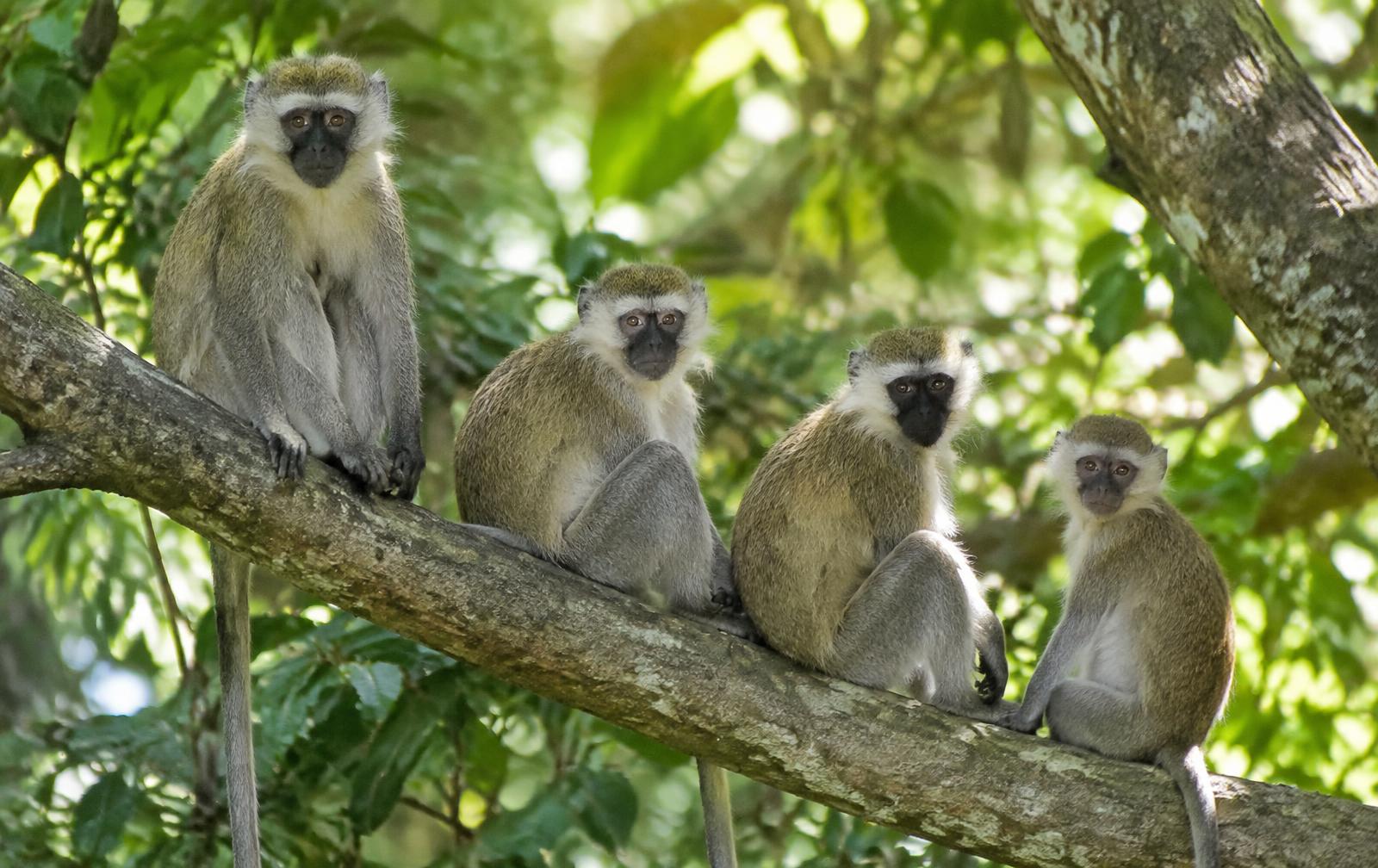 Monos verdes en el bosque